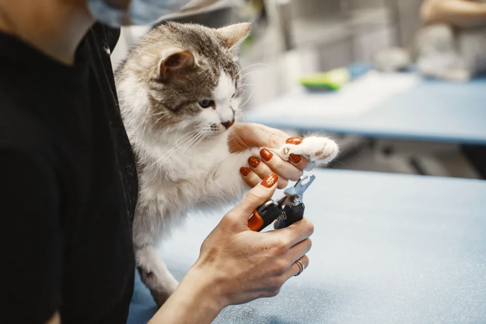 Catsrang • túi hạt cho boss
