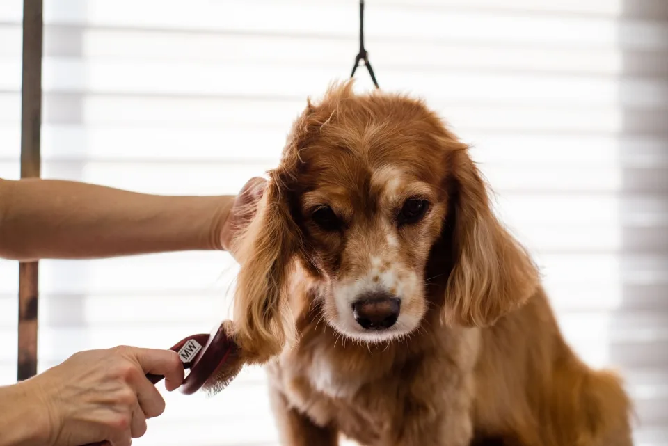 🐶 THỨC ĂN CHO CHÓ: hạt khô, pate, bánh thưởng, xương gặm